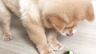 This Puppy’s Reaction to a Cucumber Is Too Cute!