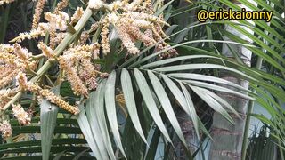 Palmeira areca bambu (Areca palm (bamboo))