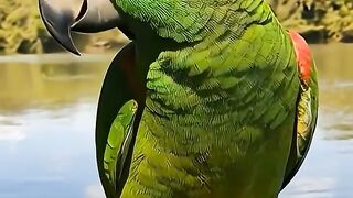papagaio falante