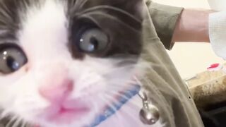 Soft Kitten Meow Sounds | Super Cute Baby Cat ASMR