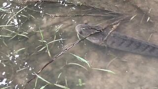 Fishing for snakehead fish in clear water