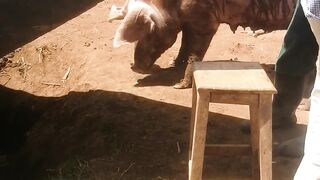 Mr pig 🐖