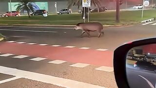 SURPRISING CURIOSITIES AND INCREDIBLE FACTS FROM BRAZIL! 😱🧠 41