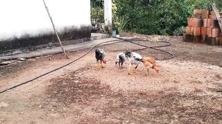 GALINHA