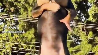 Cachorro dancarino😂😂😂