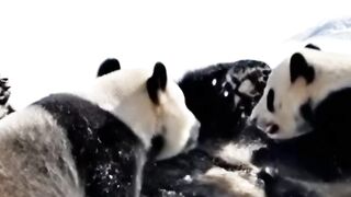 Keluarga panda yang sedang bermain-main di atas hamparan salju