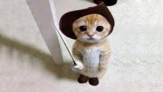 Cute Cats????Funny Fail Moments Random Viral Clips #shorts