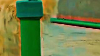Cute cat nice a video