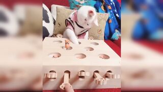 Cute cats video