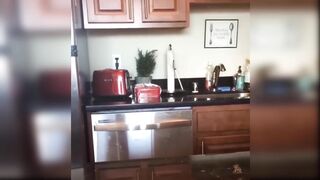 Cute and funny cats video