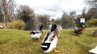 Ducks quacking on a lake