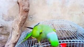 Very beautiful parrot talking
