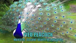 AMAZING WHITE PEACOCK DANCE •❥ BLUE WHITE PIED PEACOCK