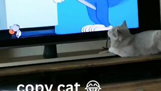 ????Copy Cat-Funny animal videos-Funny cats#shorts