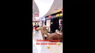 funny panda and teddy bear fight