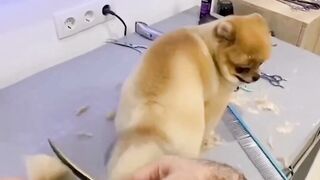 Cute dog