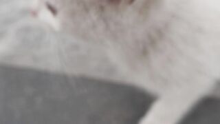 Cat Video || Persian Cat