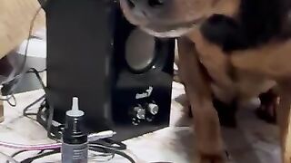This little guy knows how to get what he wants!