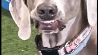 Ultimate Funny DOGS Compilation! ???? (Cutest PUPPIES on the internet) ????
