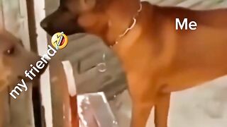 Funny tik tok video