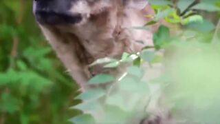 Animals fight