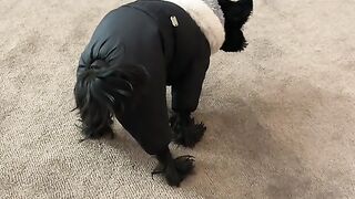 Смешные животные ????