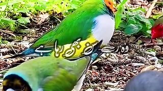 Allah