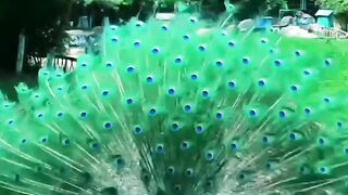 Nature at its best