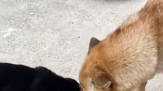 The love of dog with his baby
