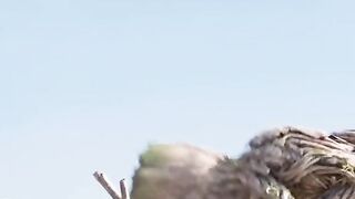 I am groot movie scene