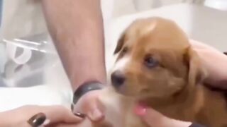 scared puppy