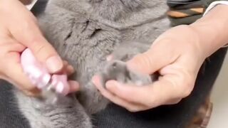 scaredy cat