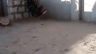 GERMAN Shepherd Dogs with peacocks