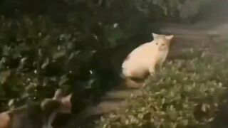 Cats loving couple