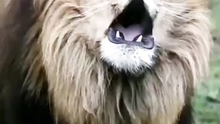 Wild Loin ????????????????????????????