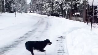 dog playing in the snow