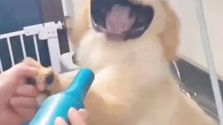 dog fun