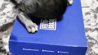 Playing cats