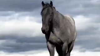 Beautiful Horse
