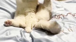 intelligent Cat