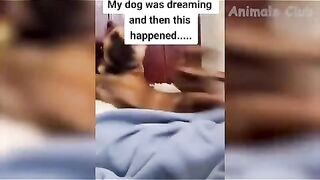 Funny video, pets funny video,cats funny video