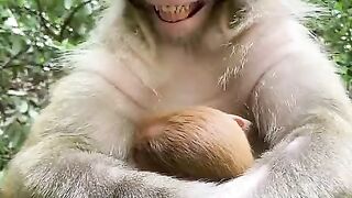 monkey enjoyed video #funny