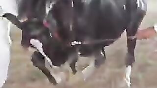 AMAZING Dance Of Horse