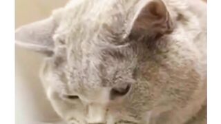 Funny sweet cat