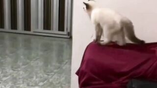 Cat watching the jungle book movie reaction