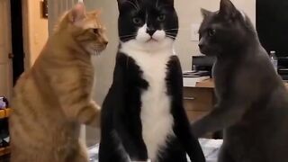 Dança gatinho