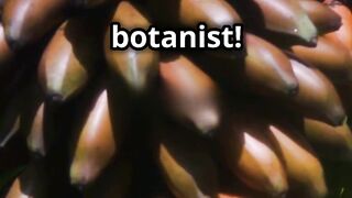 Bananas are berrries