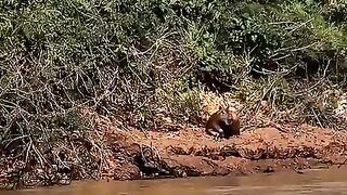 Capivara escapada do bote da onça.