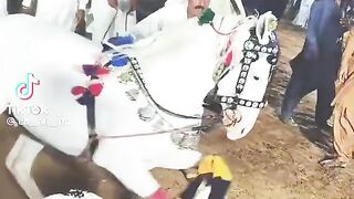 Horse lovers Liv performance from Multan 2