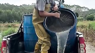 Soltando milhares de alevinos em um lago enorme.
